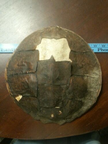 Old Snapping Turtle Shell Taxidermy