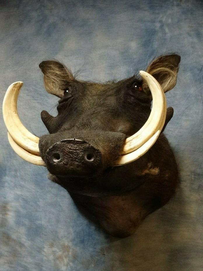 Big African Warthog Boar Head Mount Taxidermy Home Hunting Cabin Decor
