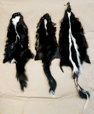 Three Tanned Skunk Pelts, great value 3tannedsk3109