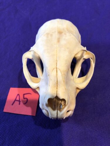 Real XL American Bobcat Skull Animal Mounts Christmas Gifts Man Cave Decor Craft