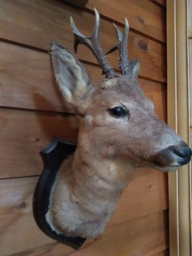 Imported Slovenia Deer Taxidermy 6 Point Antlers This Is The Winter Deer
