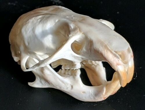 Syrian Hamster Skull Rodent Taxidermy Real Bone Rare Oddity Curiosity animal