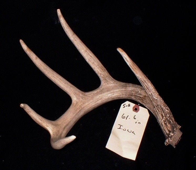 GREAT 61.6 inch whitetail deer antlers taxidermy horns shed cabin WILD