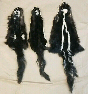 Three Tanned Skunk Pelts, great value 3tannedsk3108