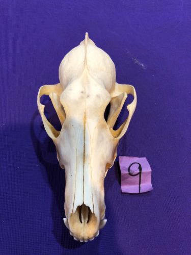 Coyote Skull Bone Man cave Decor Craft Unique Christmas Gift Animal Mount Art