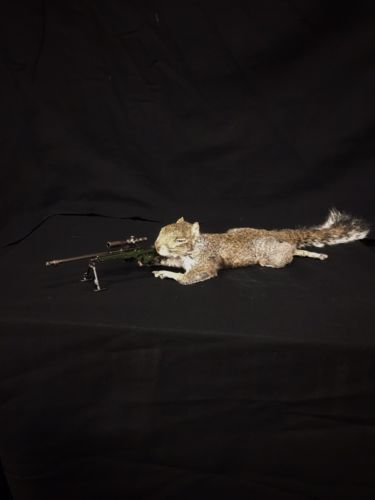 taxidermy squirrel mount