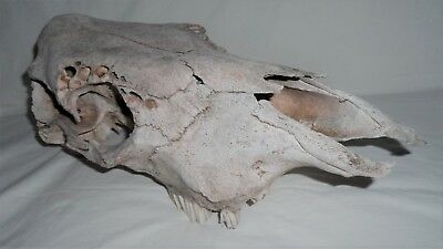 Vintage Upper Cow Skull--Nature Cleaned--Educational/Science/Art/Western Decor