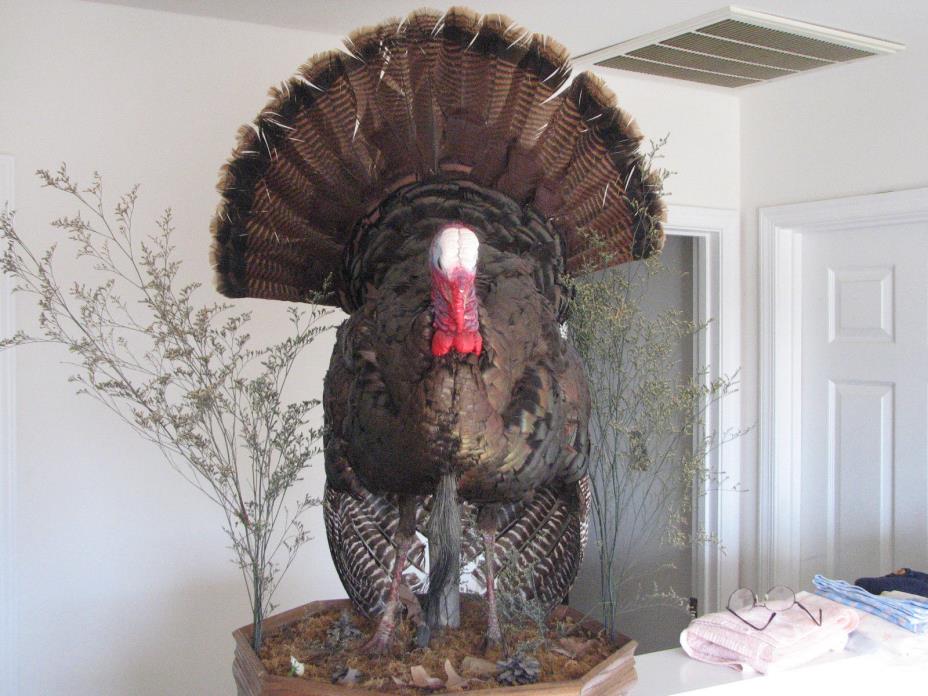 West Virginia WILD TURKEY STRUTTING MOUNT PREMIUM TAXIDERMY