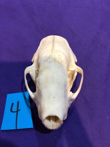 Real XL Skunk Skull Animal Mount Man Cave Cabin Western Decor Unique Christmas
