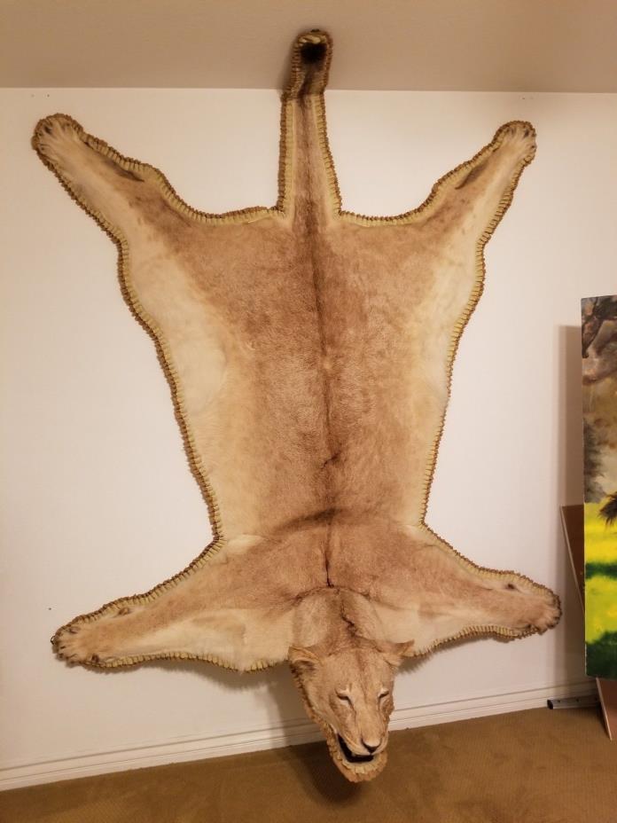 Full Size Lioness Taxidermy Rug Mount
