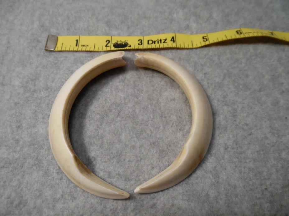 Texas Wild Boar/Feral Hog Tusks. Nearly 6 inches!