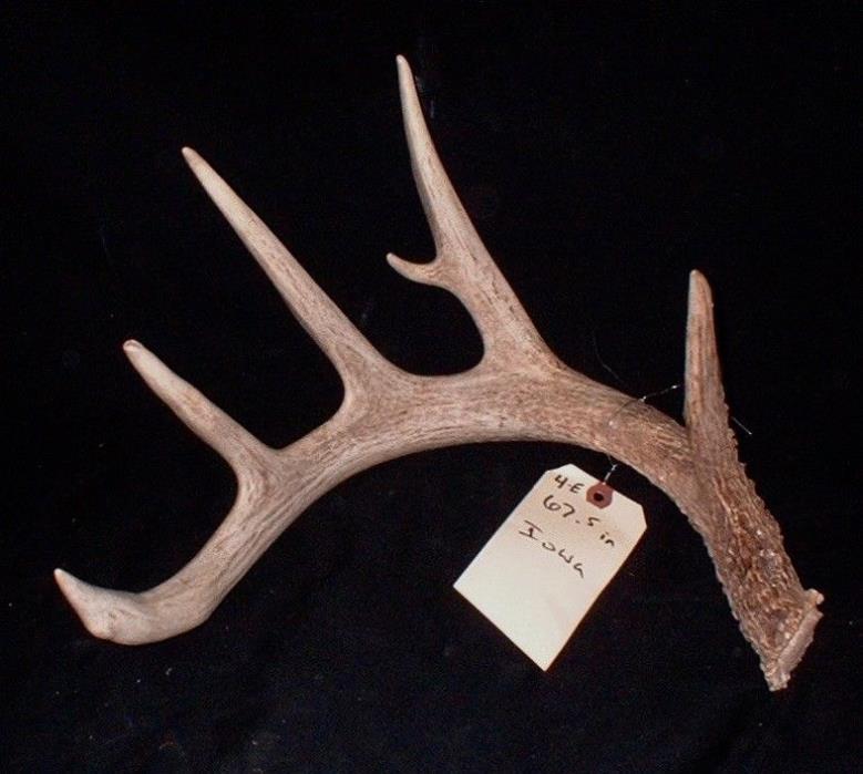 AWESOME 67.5 inch whitetail deer antlers taxidermy horns shed CABIN WILD