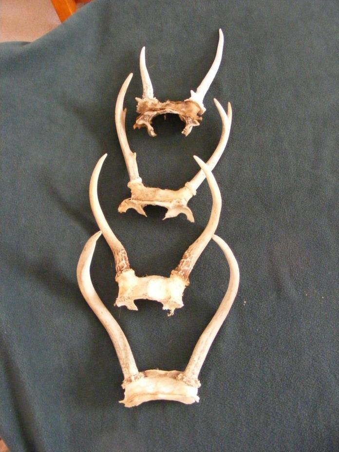WHITE TAIL DEER ANTLERS 4 SMALL SETS-DECORATION,CRAFTS - LU1