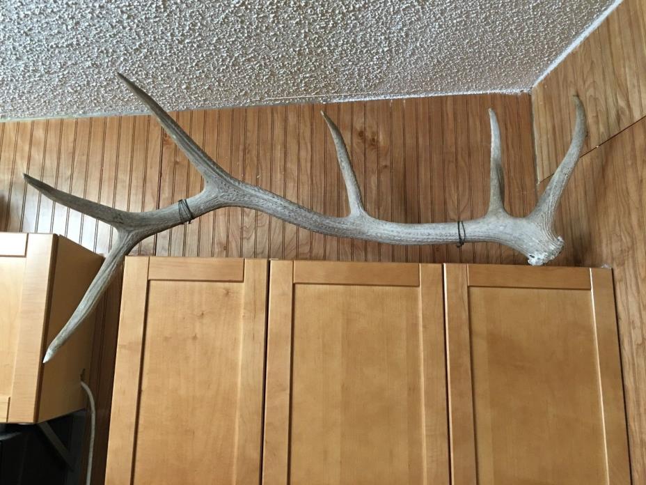 Large Bull Elk Antler Shed 48