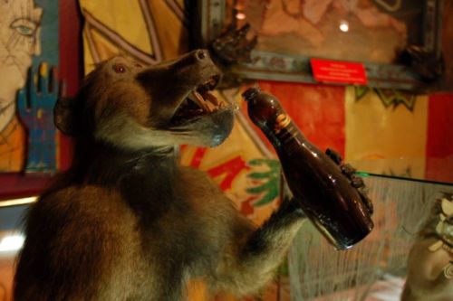 Large Adult Male Baboon Taxidermy Mount Drinking Beer Oddity