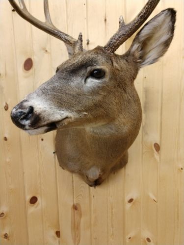 BEAUTIFUL  WHITETAIL DEER MOUNT NO ANTLERS HORNS CABIN MOUNT TAXIDERMY DIY
