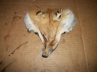 1 tanned RED FOX face fur pelt skin FLY TYING native craft bag purse decor SOFT