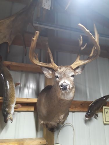 Wisconsin Whitetail Deer Shoulder Mount/Shed Buck/Taxidermy/Wall Decor