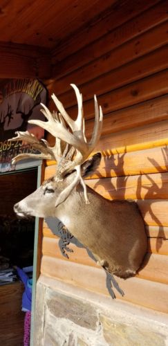 whitetail deer mount huge 281