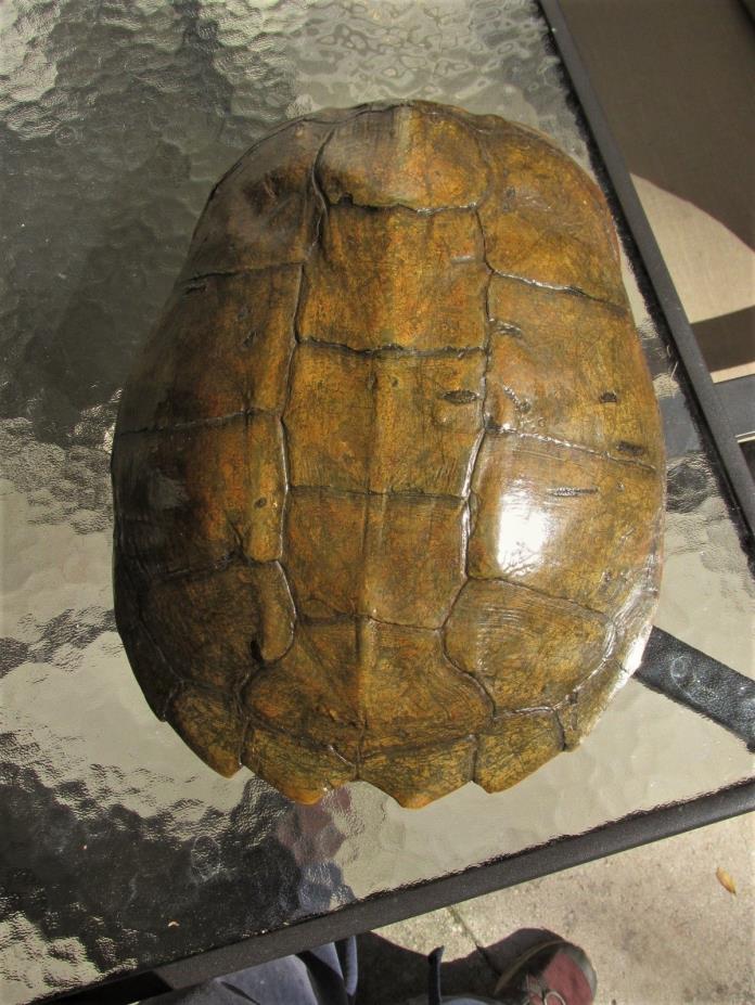Giant Common Snapping Turtle Shell Taxidermy, Bones, Hunting, Skull, Craft