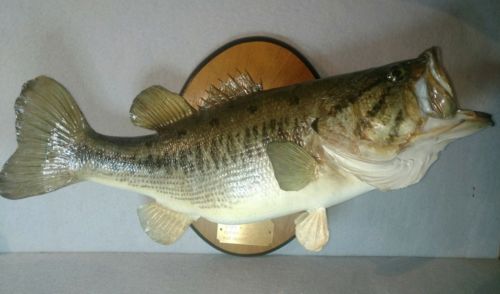 Large Mouth Bass Real Skin Taxidermy  wall mount on  20 Inch 6 lb 8 oz BEAUTIFUL
