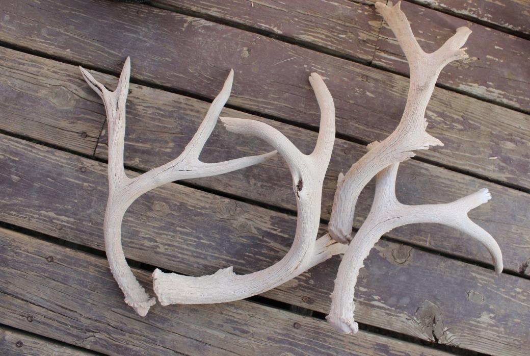 deer horn antler, yard decor
