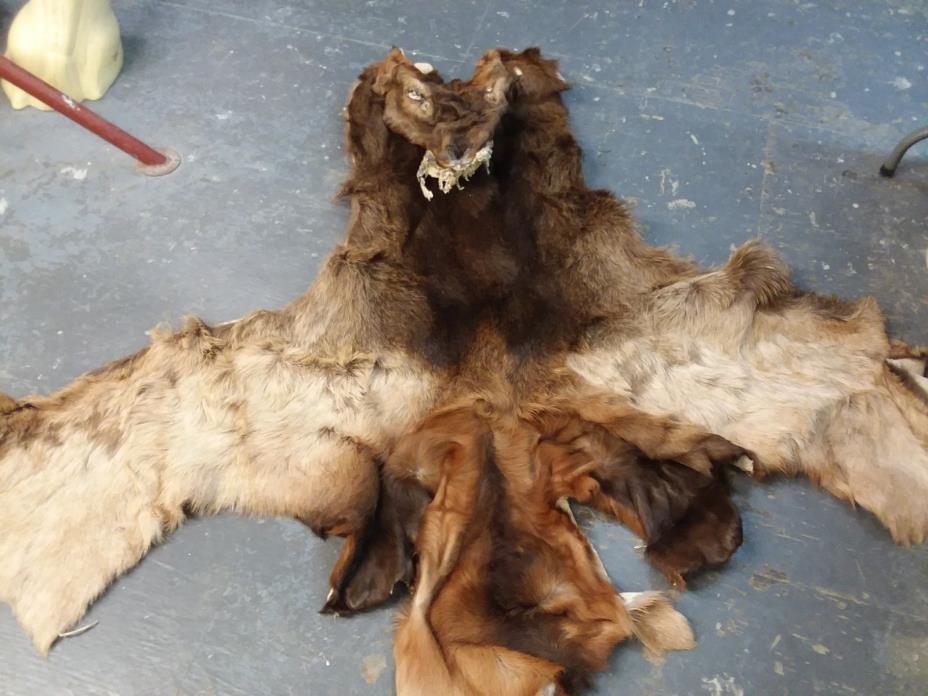 X Large fresh tanned 12 3/4 x 30  Montana Bull Elk cape @ mule antler whitetail