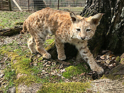 *New* Western Lynx Cat or Bobcat Mount Log Cabin Hunting Lodge Taxidermy Decor 2