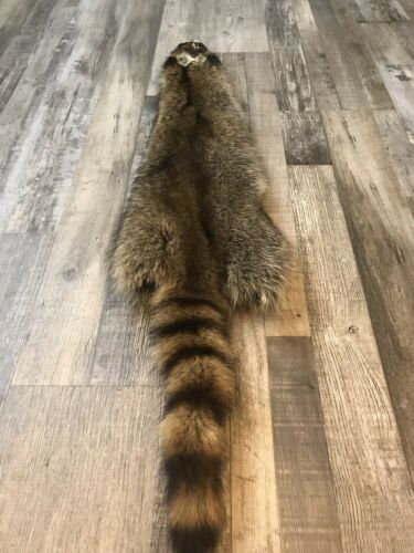 Soft Tanned Raccoon Pelt. XXXL Prime. Cabin. Home Decor.