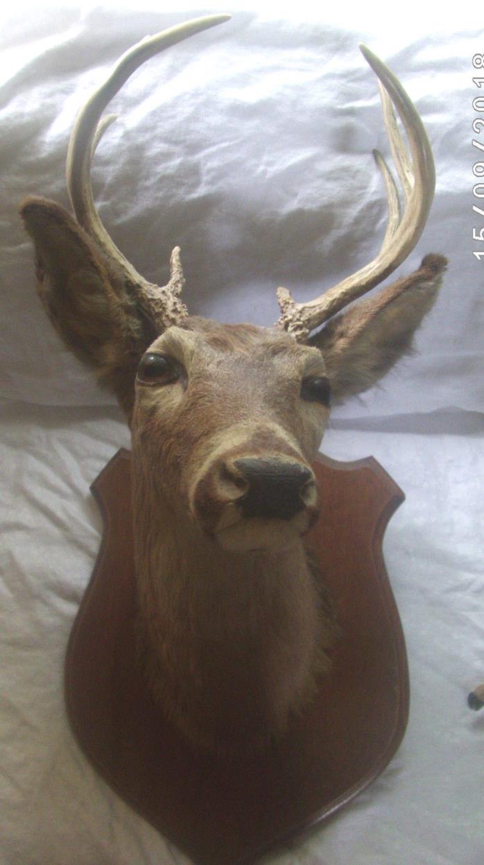 Whitetail Deer Buck Mount Antlers Taxidermy Man Cave Cabin Decor