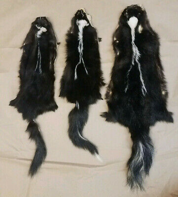 Three Tanned Skunk Pelts, great value 3tannedsk3107