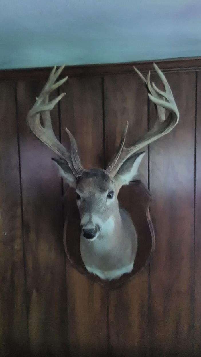 virginia whitetail deer mount 192 Boone & Crockett score