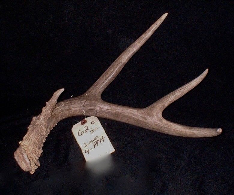 BIG 62 in 4 point whitetail deer antlers taxidermy horns shed cabin WILD