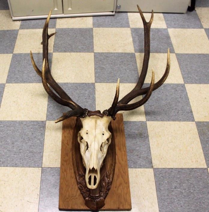 European 11-Point Elk Skull Taxidermy Mount