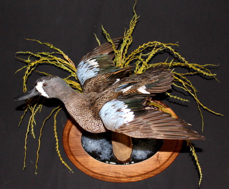 BEAUTIFUL Blue wing  teal. with habitat Duck mount Taxidermy Comes with permit
