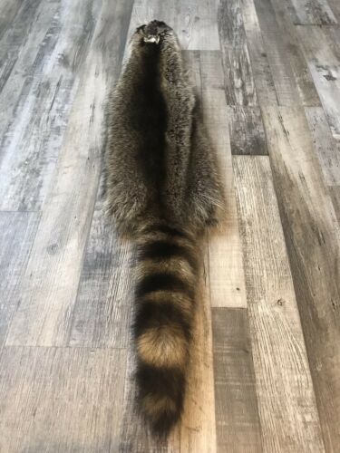 Soft Tanned Raccoon Pelt. XXXXL Prime. Cabin. Home Decor.