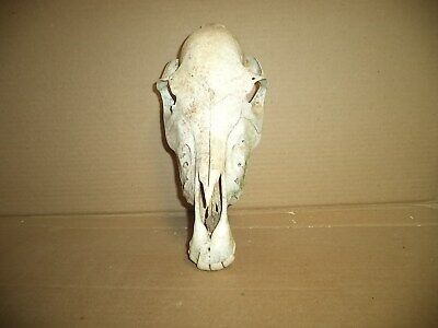 Horse Skull   Real  Small/Minature   13