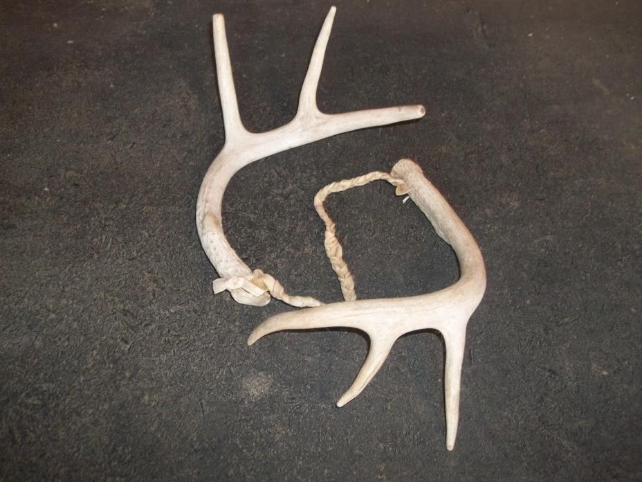 Matching Set Of Solid Whitetail Deer Rattling Antlers