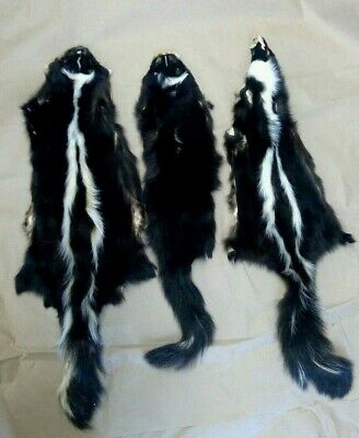 Three Tanned Skunk Pelts, great value 3tannedsk3106