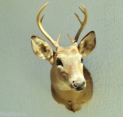 Nice 8 Pt Whitetail Buck Deer Professional Taxidermy Mount