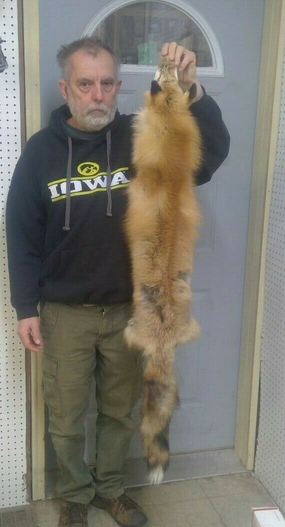 XL Heavy Furred Tanned Red Fox, Fully Prime small amount of matting HVmatted