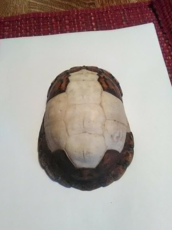Eastern Box Turtle Shell some scutes 5