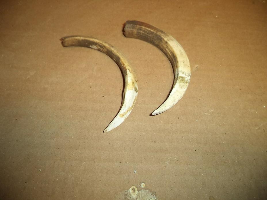 Pair Real Wild Boar Tusks   6