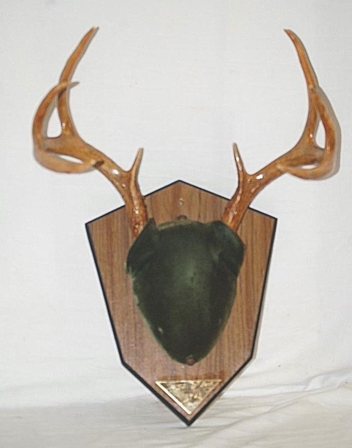 Vntage Deer Antler Mount 8 Point Buck Rack Taxidermy Wooden Wall Plaque Man Cave