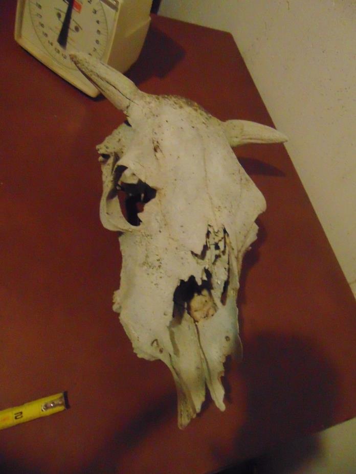 Real  Cow Skull Bull Skull taxidermy