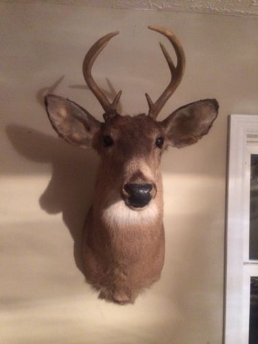 1997 White Tail Mounted Deer Head 6 Point Shoulder Mount