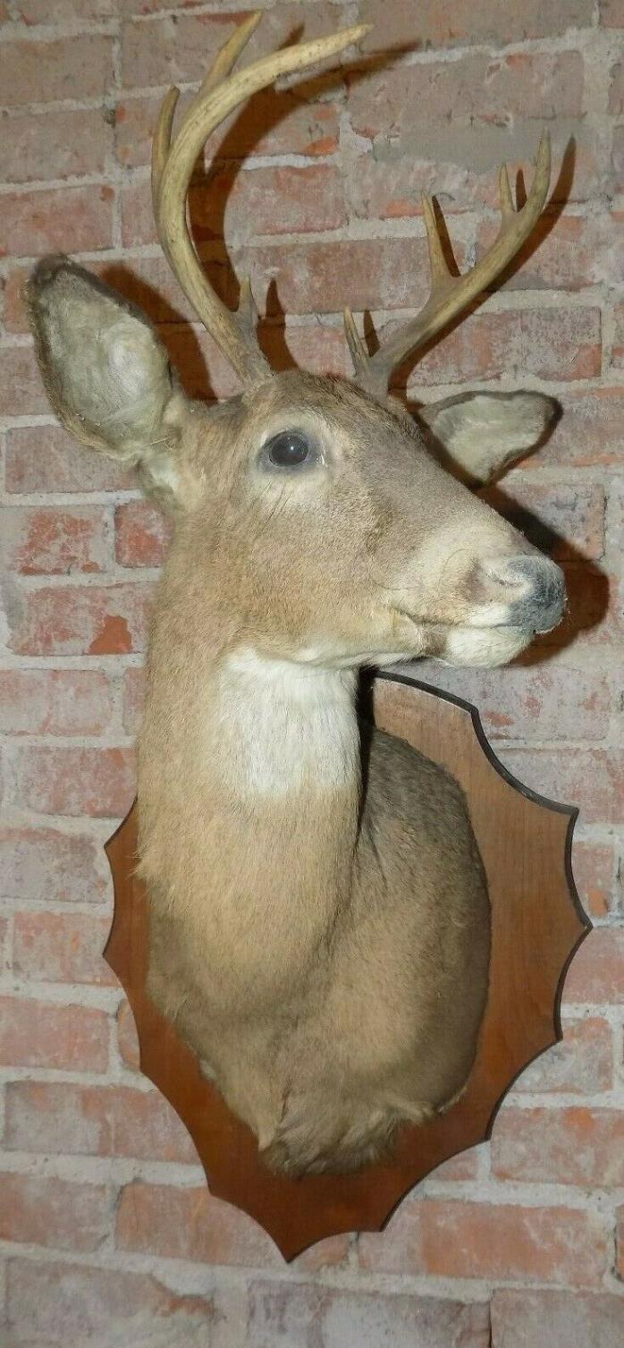 nice 8 Point Whitetail Deer Head Shoulder Mount Taxidermy Mounted
