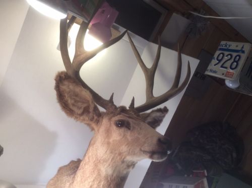 Vintage Monster Trophy Mule Deer Buck 10 points Wall Mount Lodge Cabin Taxidermy