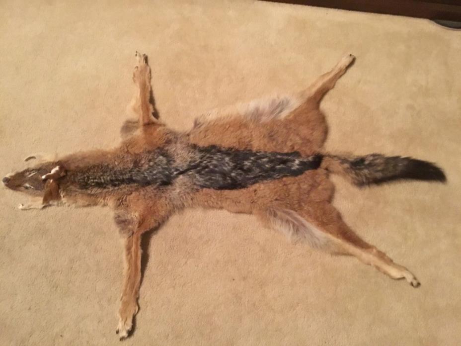Black-backed Jackal Pelt From South Africa Excellent Exquisite Taxidermy