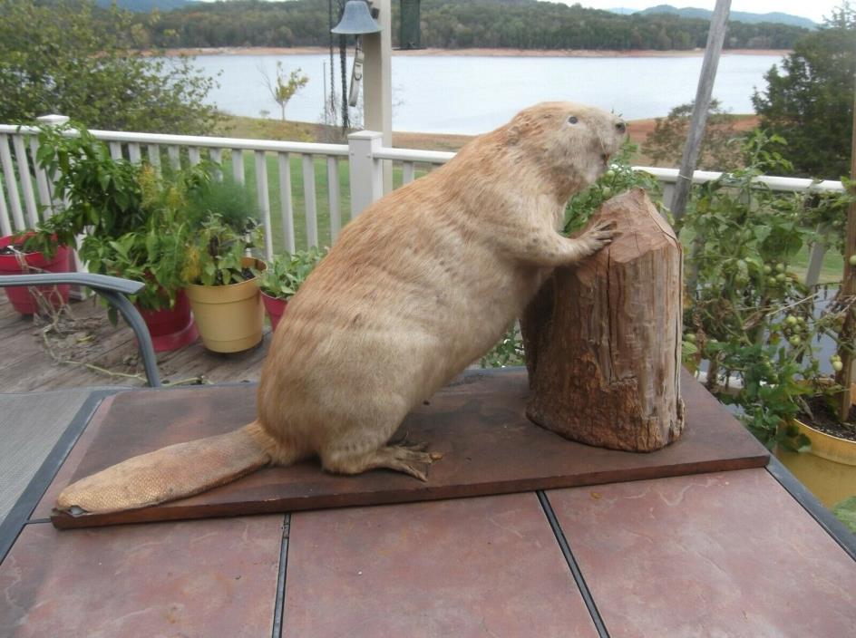 Large Beaver Taxidermy Mount